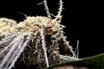 Attēlu rezultāti vaicājumam “Akanthomyces aculeatus”