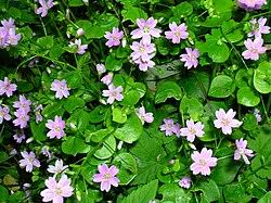 Attēlu rezultāti vaicājumam “Claytonia sibirica flower”