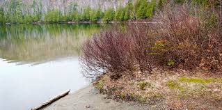 Attēlu rezultāti vaicājumam “Myrica gale bud”