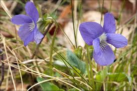 Attēlu rezultāti vaicājumam “Viola rupestris flower”