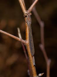 Attēlu rezultāti vaicājumam “Sympecma paedisca”