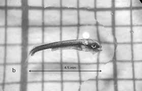 Image result for Rachycentron canadum