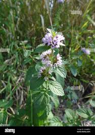 Attēlu rezultāti vaicājumam “Mentha x verticillata”