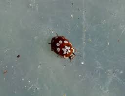 Attēlu rezultāti vaicājumam “Myrrha octodecimguttata”