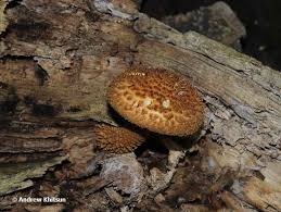 Attēlu rezultāti vaicājumam “Stropharia albocrenulata”