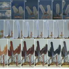 Attēlu rezultāti vaicājumam “Stemonitopsis aequalis var. microspora spores”