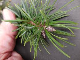 Attēlu rezultāti vaicājumam “Pseudotsuga menziesii fruit”