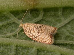 Attēlu rezultāti vaicājumam “Acleris forsskaleana”