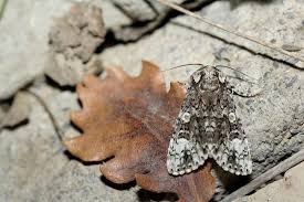 Attēlu rezultāti vaicājumam “Craniophora ligustri imago”