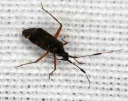 Attēlu rezultāti vaicājumam “Closterotomus biclavatus imago”