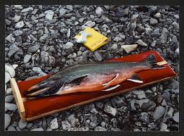 Image result for Salvelinus alpinus taranetzi