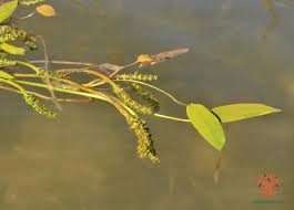 Attēlu rezultāti vaicājumam “Potamogeton gramineus”