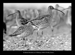 Image result for Numenius tenuirostris