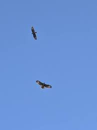 Image result for Clitheroe Badminton Club