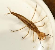 Attēlu rezultāti vaicājumam “Dytiscus sp.”