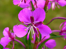 Image result for Epilobium angustifolium