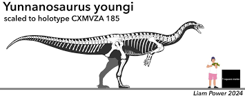 Attēlu rezultāti vaicājumam “Lycogala convexum young”