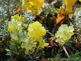 Attēlu rezultāti vaicājumam “Badhamia lilacina”