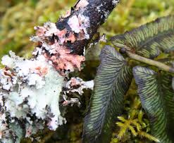 Attēlu rezultāti vaicājumam “Barbilophozia attenuata”