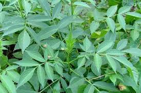 Attēlu rezultāti vaicājumam “Sambucus nigra leaf”
