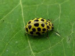 Attēlu rezultāti vaicājumam “Psyllobora vigintiduopunctata”