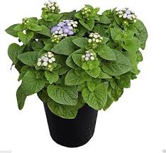 Image result for Ageratum mexicanum