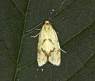 Attēlu rezultāti vaicājumam “Agapeta hamana”