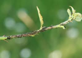 Attēlu rezultāti vaicājumam “Chaitophorus populeti”