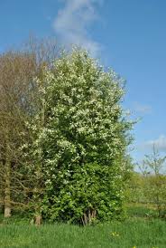 Attēlu rezultāti vaicājumam “Prunus padus var. roseiflora”