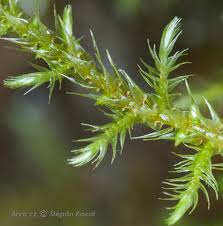 Attēlu rezultāti vaicājumam “Cratoneuron filicinum”