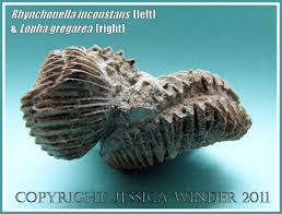 Attēlu rezultāti vaicājumam “Lophozia incisa”