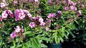Image result for Phlox paniculata `Sweet Summer`