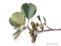 Attēlu rezultāti vaicājumam “Alnus glutinosa”