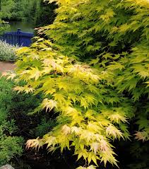 Image result for Acer palmatum `Orange Dream`