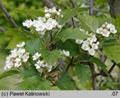Attēlu rezultāti vaicājumam “Crataegus chlorosarca”