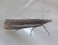 Attēlu rezultāti vaicājumam “Crambus hamella”