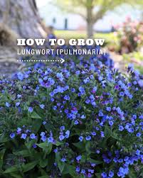 Attēlu rezultāti vaicājumam “Pulmonaria angustifolia fruit”