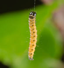 Attēlu rezultāti vaicājumam “Yponomeuta evonymella larva”