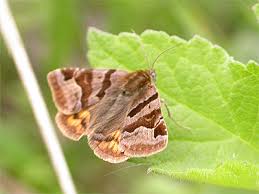 Attēlu rezultāti vaicājumam “Euclidia glyphica”