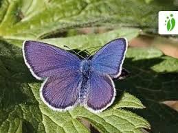 Attēlu rezultāti vaicājumam “Vacciniina optilete underside”