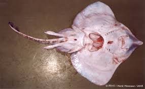 Image result for Rostroraja alba