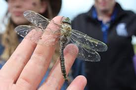 Attēlu rezultāti vaicājumam “Aeshna juncea”