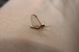 Attēlu rezultāti vaicājumam “Heptagenia sulphurea female”