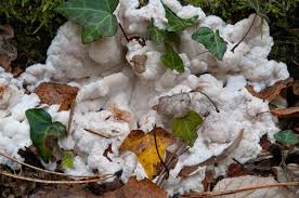 Attēlu rezultāti vaicājumam “Sarcoporia polyspora”