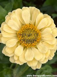 Image result for Zinnia elegans