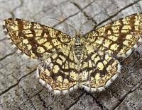 Attēlu rezultāti vaicājumam “Chiasmia clathrata”