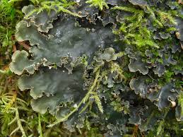 Attēlu rezultāti vaicājumam “Peltigera”