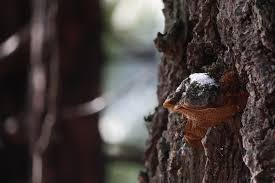 Attēlu rezultāti vaicājumam “Phellinus pini”