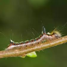 Attēlu rezultāti vaicājumam “Acronicta cuspis”