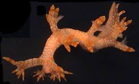 ผลการค้นหารูปภาพสำหรับ Bornella Anguilla